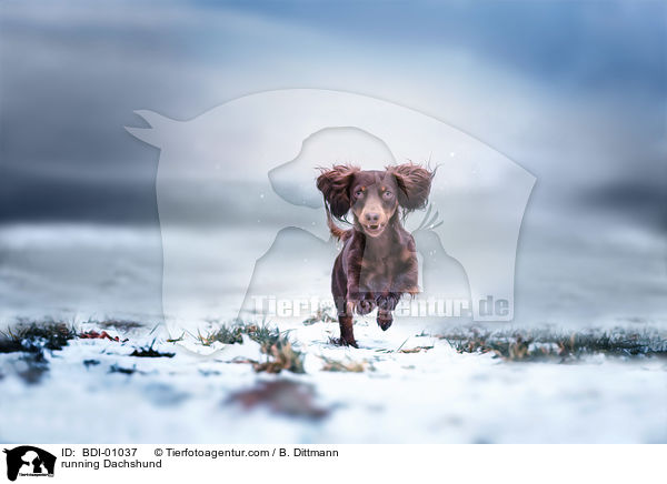 rennender Dackel / running Dachshund / BDI-01037