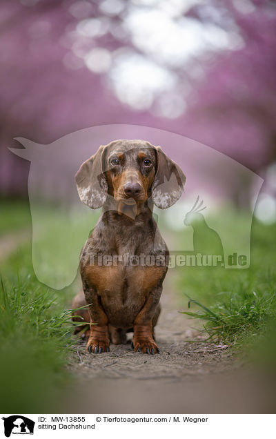 sitzender Dackel / sitting Dachshund / MW-13855