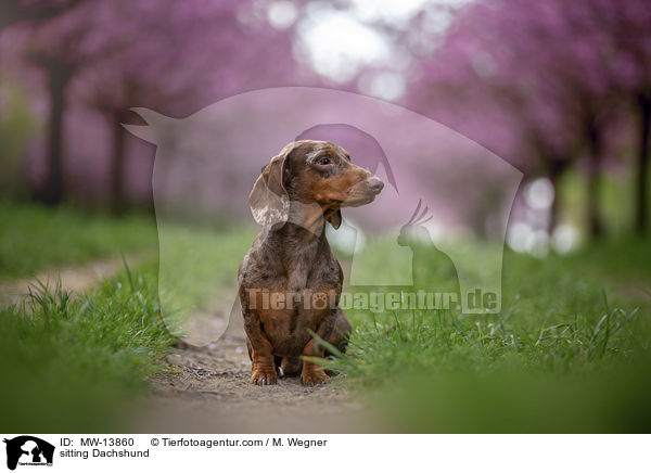 sitzender Dackel / sitting Dachshund / MW-13860