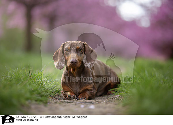 liegender Dackel / lying Dachshund / MW-13872