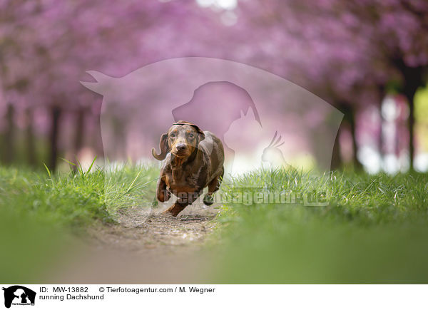 rennender Dackel / running Dachshund / MW-13882