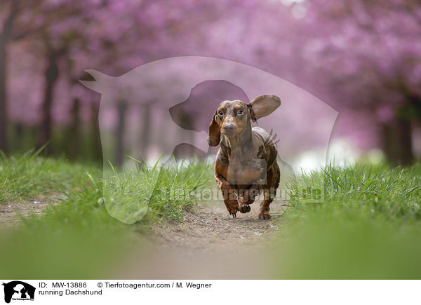 rennender Dackel / running Dachshund / MW-13886