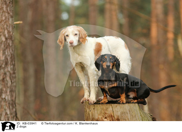 2 Hunde / 2 dogs / KB-03941