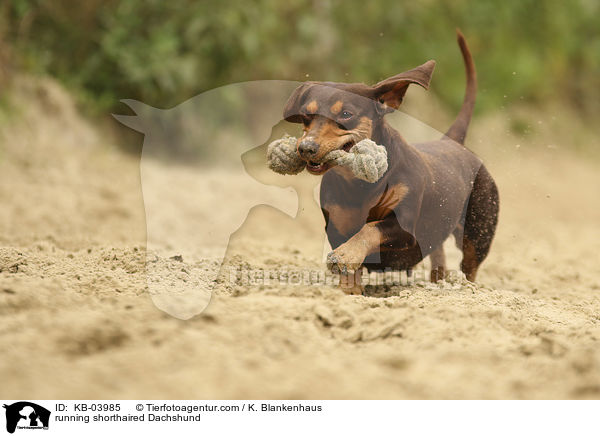 rennender Kurzhaardackel / running shorthaired Dachshund / KB-03985