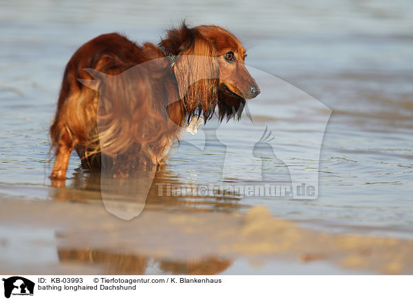 bathing longhaired Dachshund / KB-03993