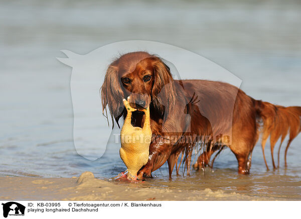 playing longhaired Dachshund / KB-03995