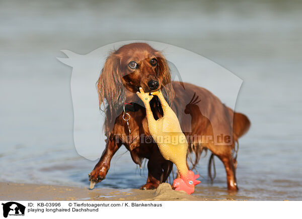 spielender Langhaardackel / playing longhaired Dachshund / KB-03996