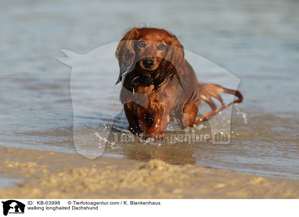 laufender Langhaardackel / walking longhaired Dachshund / KB-03998