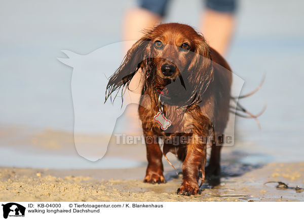 laufender Langhaardackel / walking longhaired Dachshund / KB-04000