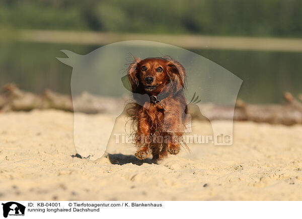 running longhaired Dachshund / KB-04001