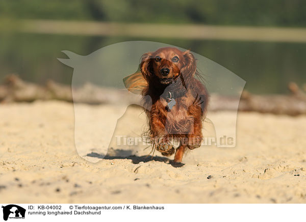rennender Langhaardackel / running longhaired Dachshund / KB-04002
