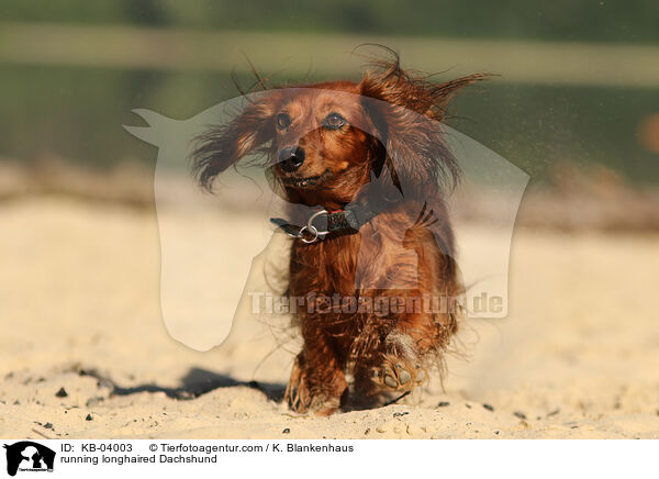 rennender Langhaardackel / running longhaired Dachshund / KB-04003