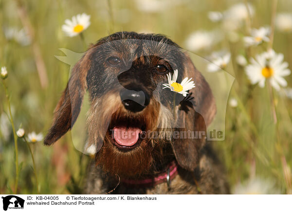 Rauhaardackel Portrait / wirehaired Dachshund Portrait / KB-04005