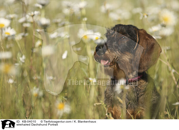 Rauhaardackel Portrait / wirehaired Dachshund Portrait / KB-04010
