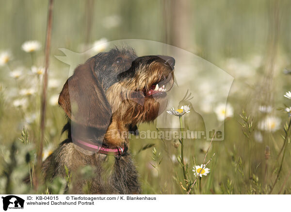 Rauhaardackel Portrait / wirehaired Dachshund Portrait / KB-04015