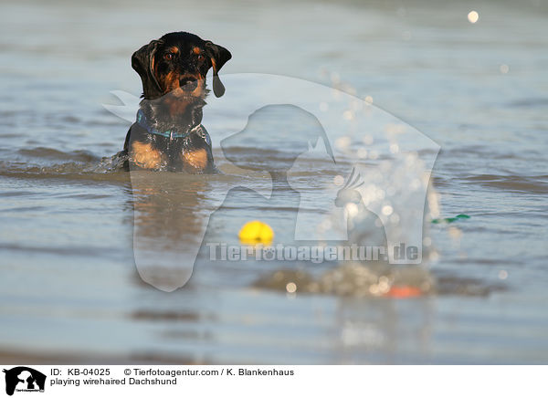 spielender Rauhaardackel / playing wirehaired Dachshund / KB-04025