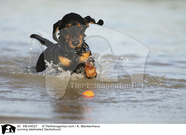 rennender Rauhaardackel / running wirehaired Dachshund / KB-04027