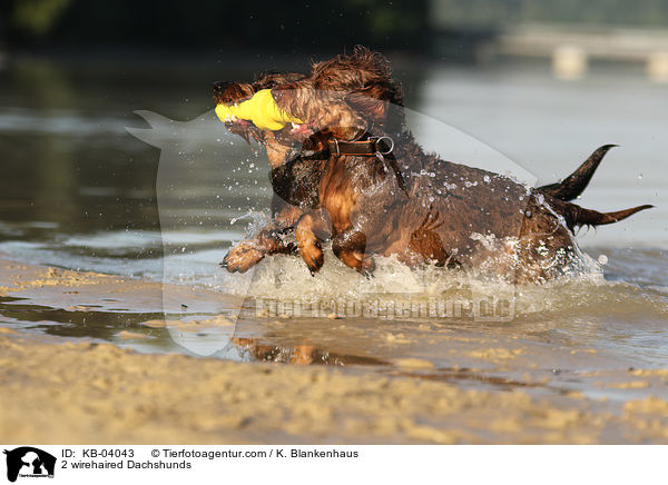 2 Rauhaardackel / 2 wirehaired Dachshunds / KB-04043