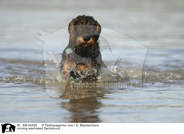 rennender Rauhaardackel / running wirehaired Dachshund / KB-04058