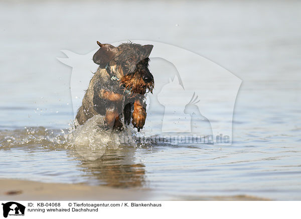 rennender Rauhaardackel / running wirehaired Dachshund / KB-04068