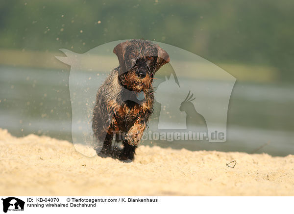 rennender Rauhaardackel / running wirehaired Dachshund / KB-04070