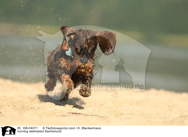rennender Rauhaardackel / running wirehaired Dachshund / KB-04071