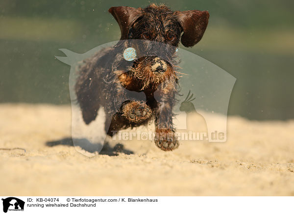 rennender Rauhaardackel / running wirehaired Dachshund / KB-04074
