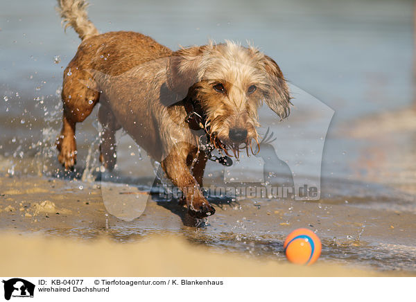 Rauhaardackel / wirehaired Dachshund / KB-04077