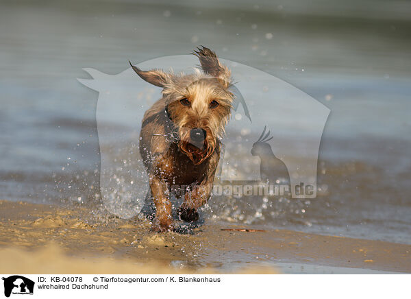 Rauhaardackel / wirehaired Dachshund / KB-04078