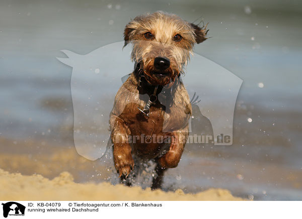 rennender Rauhaardackel / running wirehaired Dachshund / KB-04079