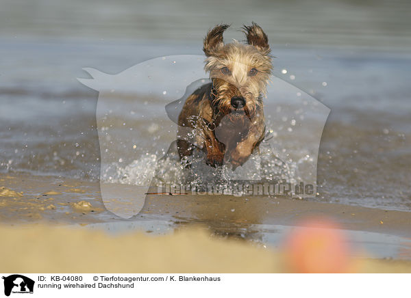 rennender Rauhaardackel / running wirehaired Dachshund / KB-04080