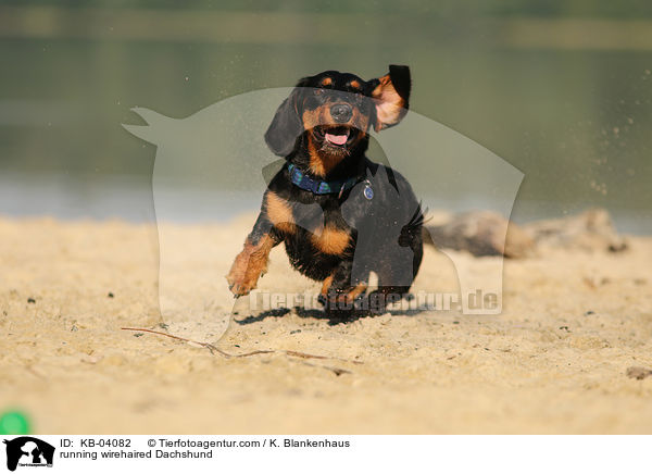 rennender Rauhaardackel / running wirehaired Dachshund / KB-04082