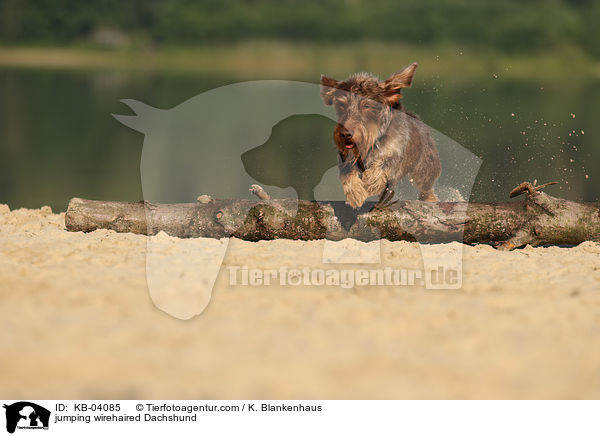 springender Rauhaardackel / jumping wirehaired Dachshund / KB-04085