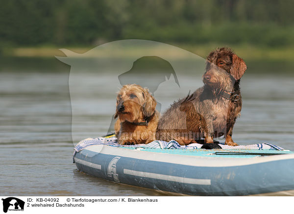 2 Rauhaardackel / 2 wirehaired Dachshunds / KB-04092
