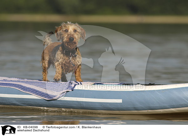 Rauhaardackel / wirehaired Dachshund / KB-04098
