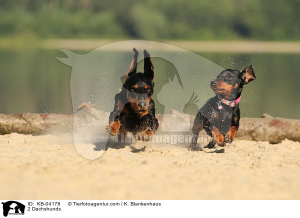 2 Dackel / 2 Dachshunds / KB-04178