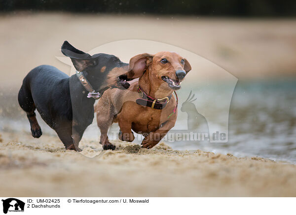 2 Dackel / 2 Dachshunds / UM-02425