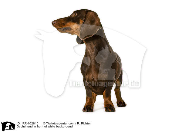 Dackel vor weiem Hintergrund / Dachshund in front of white background / RR-102810