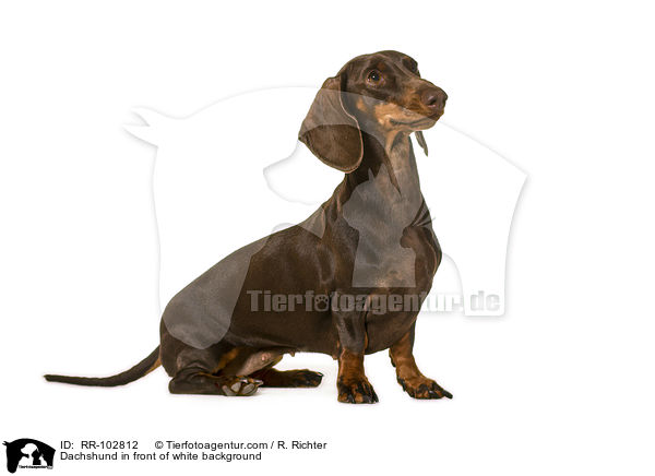Dackel vor weiem Hintergrund / Dachshund in front of white background / RR-102812
