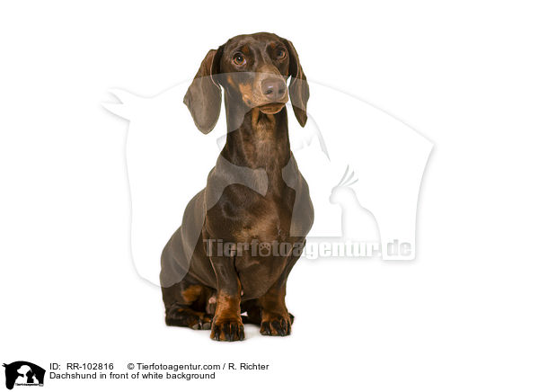 Dackel vor weiem Hintergrund / Dachshund in front of white background / RR-102816
