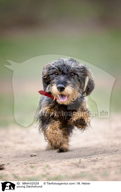 junger Dackel / young Dachshund / MAH-02029