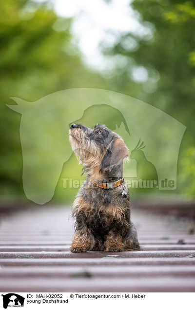 junger Dackel / young Dachshund / MAH-02052