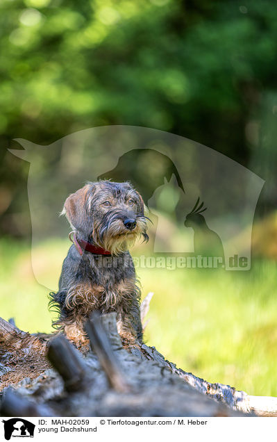 junger Dackel / young Dachshund / MAH-02059