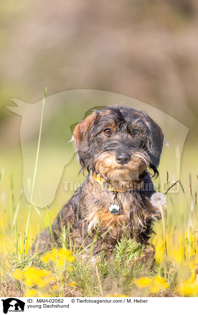 junger Dackel / young Dachshund / MAH-02062