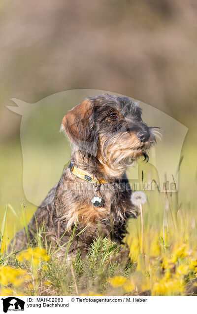 junger Dackel / young Dachshund / MAH-02063