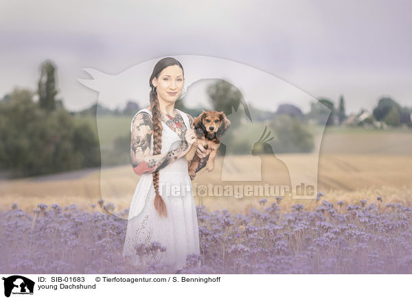 junger Dackel / young Dachshund / SIB-01683