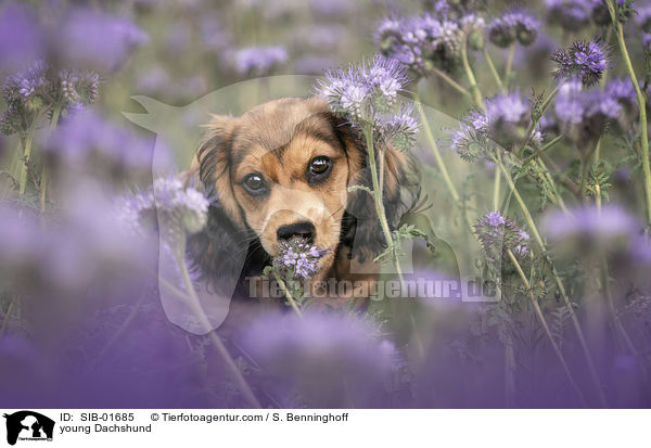 junger Dackel / young Dachshund / SIB-01685