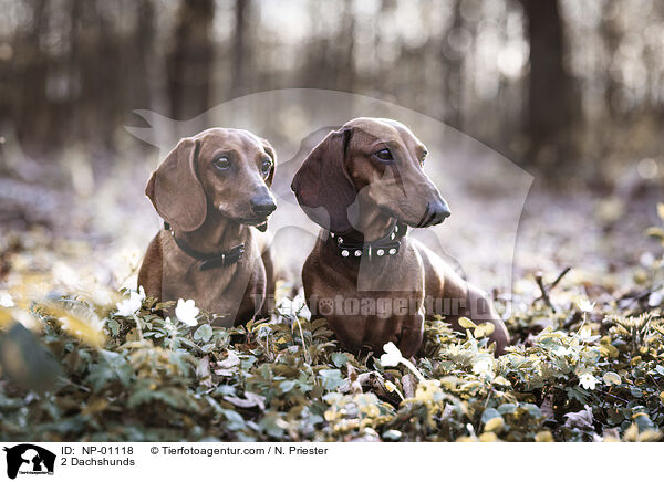 2 Dachshunds / NP-01118