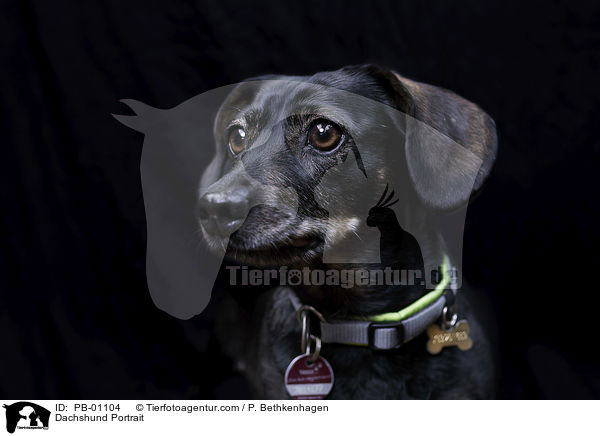 Dackel Portrait / Dachshund Portrait / PB-01104