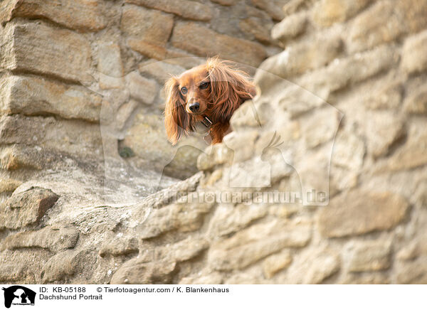 Dackel Portrait / Dachshund Portrait / KB-05188